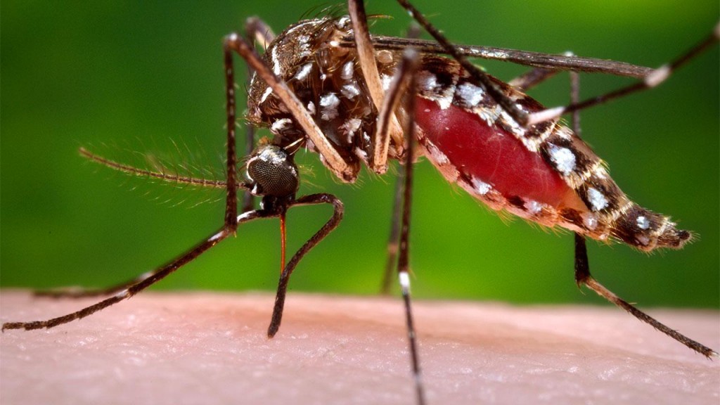 Zika virus: The next emerging threat?